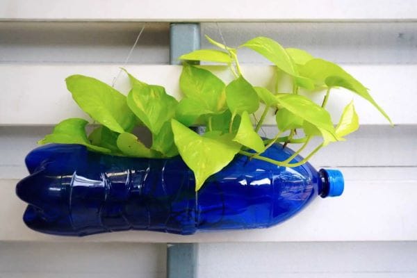 Biến chai nhựa thành bể trồng cây thuỷ sinh nước xinh xắn